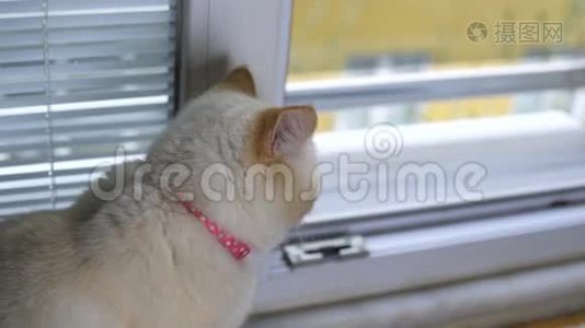 猫从窗户往外看视频