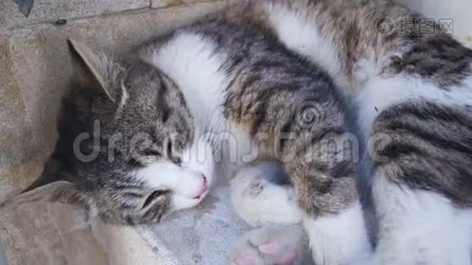 无家可归的猫夏天在街上睡觉视频