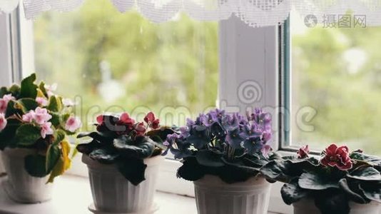 美丽的，盛开的，温柔的紫罗兰，红色的，粉红色的紫罗兰从风中绽放在窗台上的花盆里视频