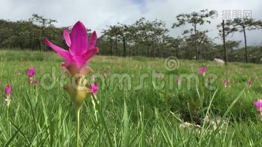 泰国暹罗郁金香花..视频