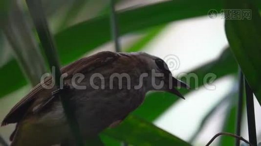 木长尾船日出时的鼻子。 泰国ThaleNoi水禽保护区湖前景视频
