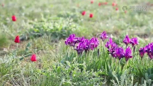 野生鸢尾花视频