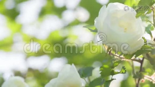 白梗玫瑰花在灌木丛上视频