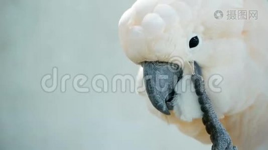 莫鲁坎或伞冠鹦鹉。 印度尼西亚群岛热带雨林特有鸟类白鹦鹉肖像。视频