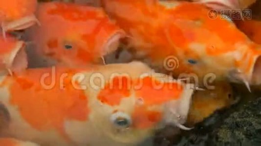 一大群鱼日本红鲤滑稽张开嘴，近距离观看视频