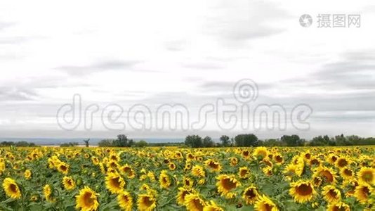 太阳花淘洗相机视频