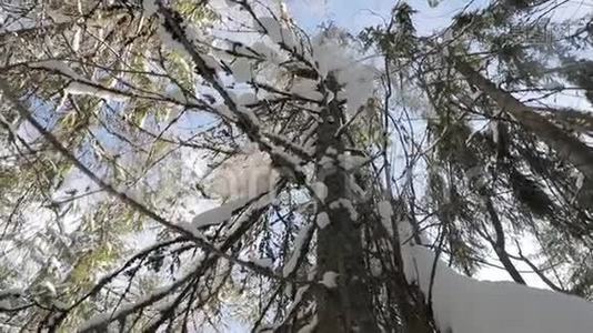 雪从树上慢慢落下. 自下而上的观点视频