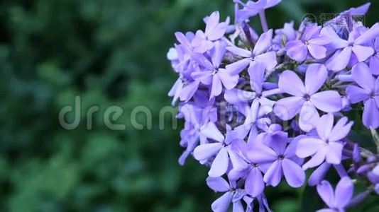 花床上的蓝花特写高清摄像机视频