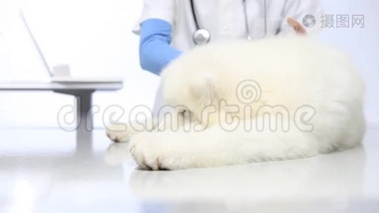 兽医诊所用注射器给狗注射疫苗视频