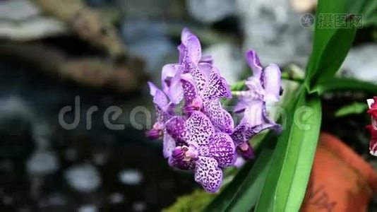 兰花在花园里开花视频