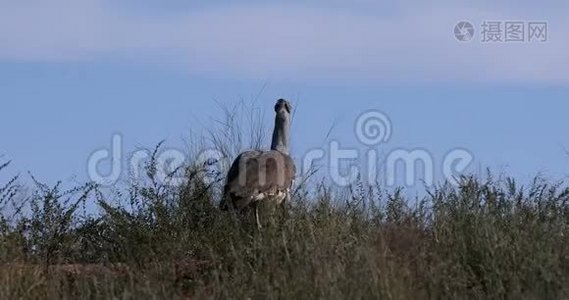 南非Kori Bustard Kgalagadi视频