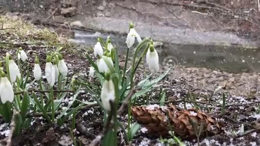 春天的雪花视频