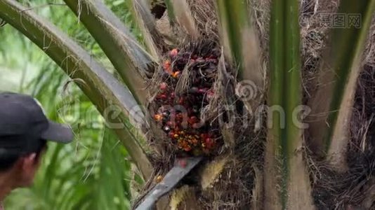 在泰国收获棕榈油果实视频