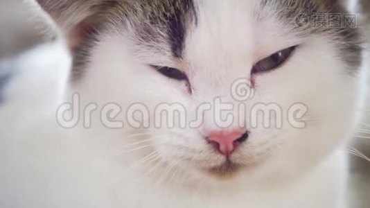 可爱的白色小猫，特写猫脸肖像视频
