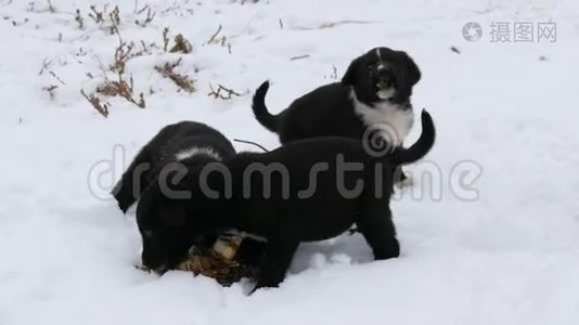 饥饿的小狗用铁圆盘吃鱼头。 三只可爱的小黑白小狗在雪地里吃东西视频