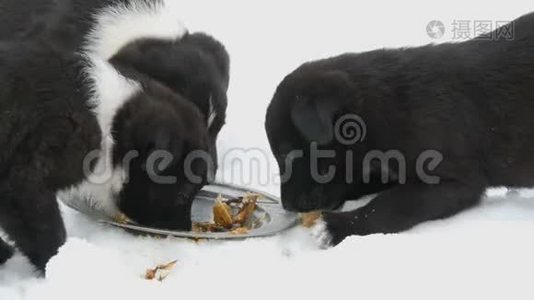 饥饿的小狗用铁圆盘吃鱼头。 三只可爱的小黑白小狗在雪地里吃东西视频