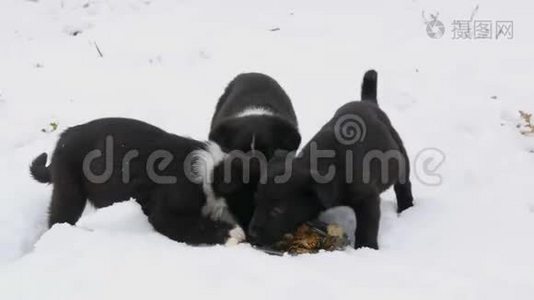 饥饿的小狗用铁圆盘吃鱼头。 三只可爱的小黑白小狗在雪地里吃东西视频