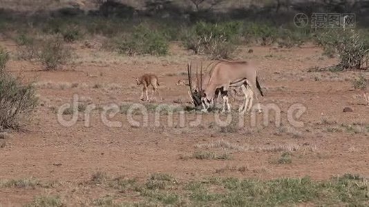 Beisa Oryx，oryx beisa，一群成年人和小牛在肯尼亚的马赛马拉公园的萨凡纳散步，视频