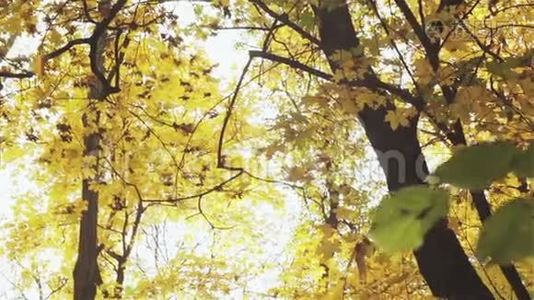 秋天的叶子从树上掉下来视频