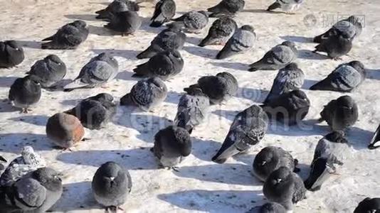 许多灰鸽子坐在地上晒太阳视频