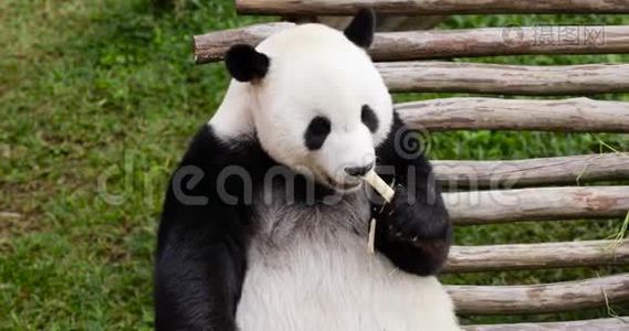 可爱的熊猫吃竹茎视频