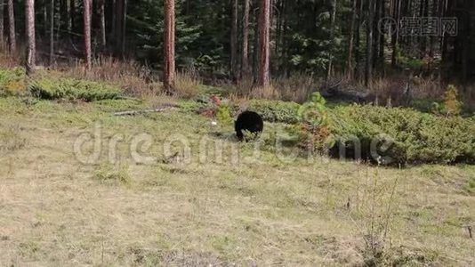 黑熊在空地上视频