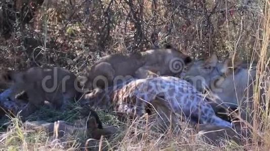 狮子幼崽试图吃掉被母亲杀死的长颈鹿视频