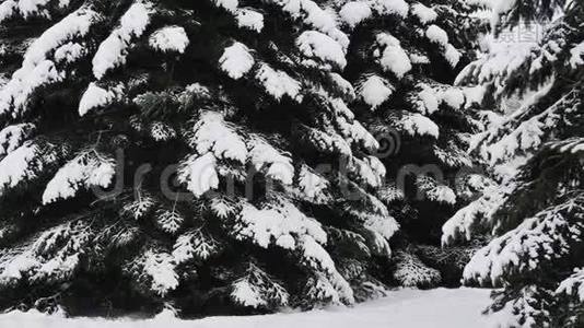 云杉树上覆盖着新鲜的雪在冬林中，在雪中飘落。视频