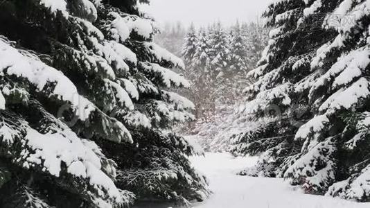 云杉树上覆盖着新鲜的雪在冬林中，在雪中飘落。视频