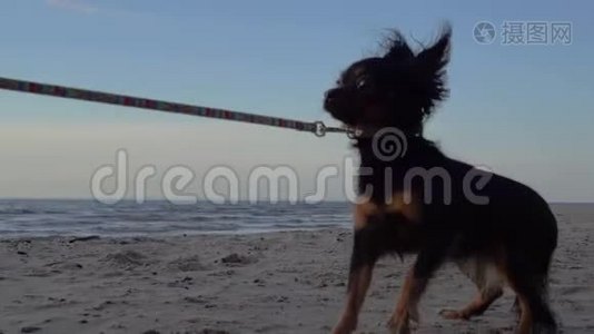 一只玩具狗在一个大湖的岸边散步。 狗和沙子被傍晚的日落照亮。视频