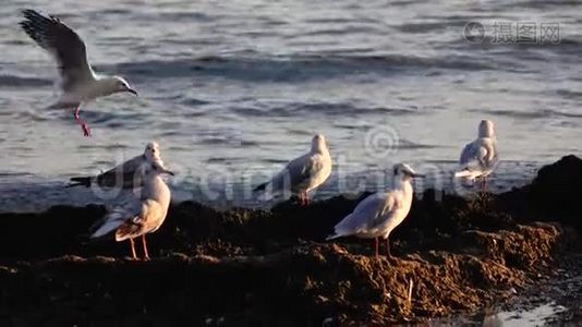 海鸥站在沙滩上，用喙刷羽毛视频