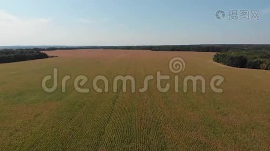 有玉米的田地。 夏日风景。 丰收、成长和发展的理念视频