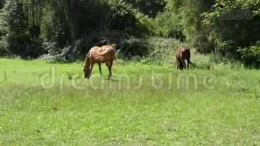 两匹马在草地上放牧视频