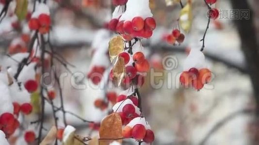 苹果挂在覆盖着雪的树枝上视频