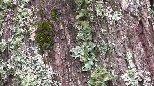 苔藓和苔藓并排生长在树皮上视频