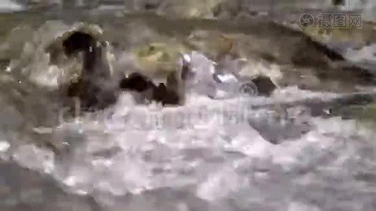 在石质海岸之间的纯净河流的特写视频