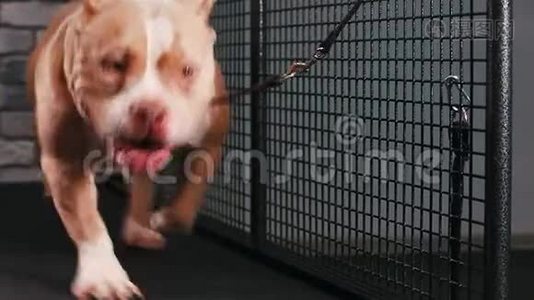 健身动机搞笑笑话.. 成年狗，在跑步机上做有氧运动。 很酷的宠物。 录像片段视频