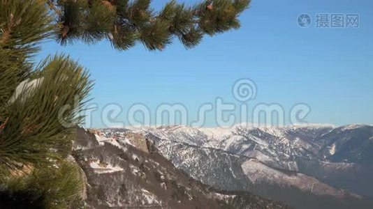 松枝带雪.. 在蓝天的背景下视频