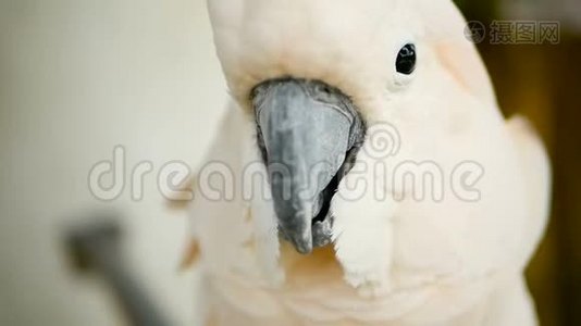 莫鲁坎或伞冠鹦鹉。 印度尼西亚群岛热带雨林特有鸟类白鹦鹉肖像。视频