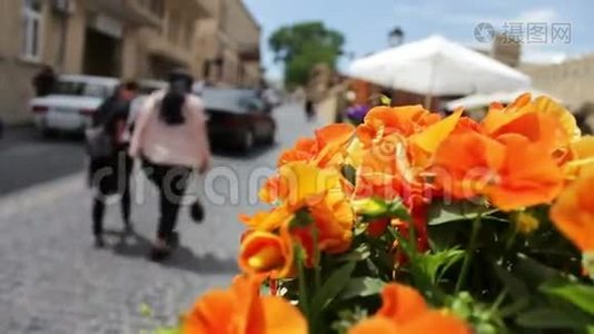 阿塞拜疆巴库街道花坛中橙色矮牵牛的美丽花朵视频