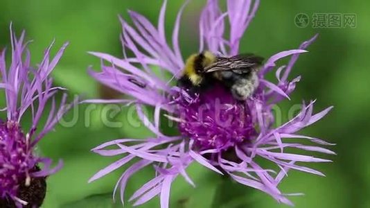 紫花上的大黄蜂.视频