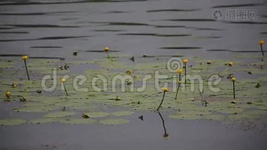 湖上有绿叶的睡莲视频