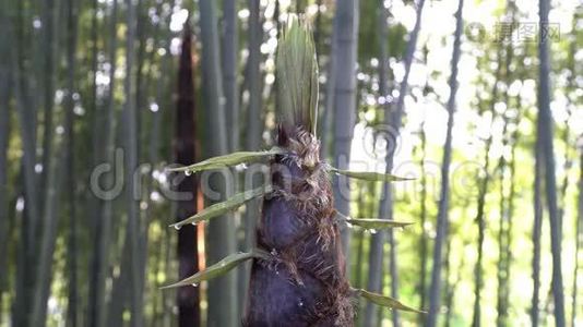 早上从竹芽或竹笋中取出视频