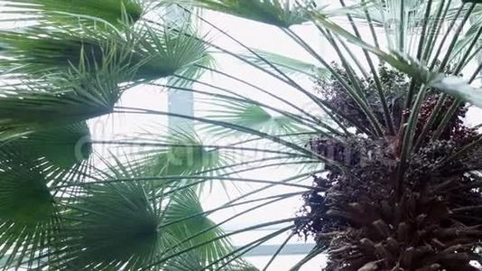 在植物园里发现的棕榈树又大又长的绿叶视频