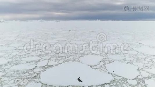 密封在冰山上。 南极洲海洋。 空中射击。视频
