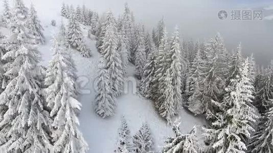 冬季景观。 飞越满山积雪的树木..视频