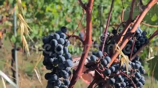 在葡萄园里用成熟多汁的大串葡萄做葡萄酒视频