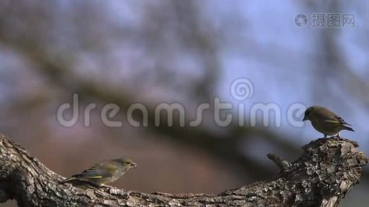 欧洲绿鳍鱼，绿鳍鱼，成人觅食，与另一种绿鳍鱼搏斗视频