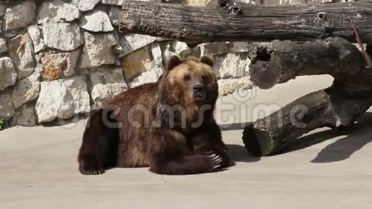 动物园公园里的棕熊视频