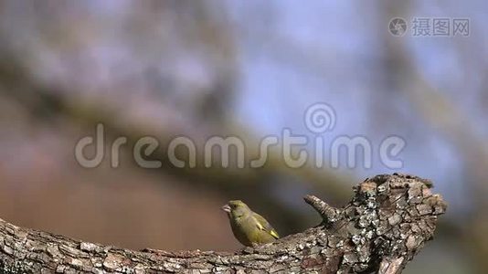 欧洲绿鳍金枪鱼，绿鳍鱼，成年人站在树枝上，与另一只绿鳍搏斗。视频